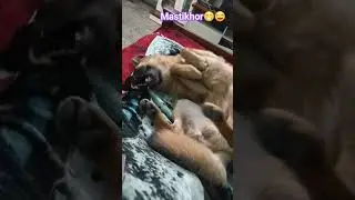 Dollar ko bed p khelna h😂🐶unedited shortclips|Funny Dog | #shortsvideo#viral#trending #dog #dog#cute
