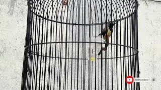 SOGOK OTONG APAPUN Bakalan NYAUT Ikut GACOR dengan Pancingan Sogon ini