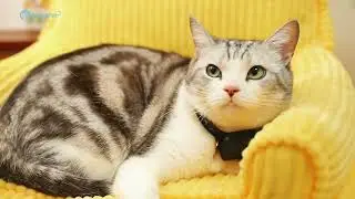 Dare to Strap a 4K Camera on a Bengal Cat?