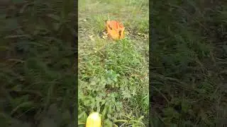 Лисички в августе