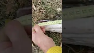 Щука канибал 