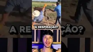 esse animal SEGURA o ar por 1 ANO