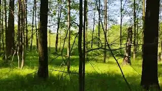 В Биополис через лес. 22 мая 2024 г.
