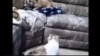 French bulldog vs Cat