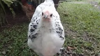 Gallinita🐔