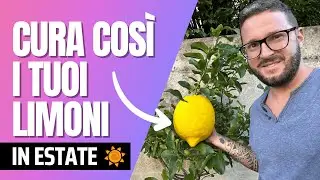 COLTIVARE PIANTA DI LIMONE IN ESTATE - COSA SAPERE