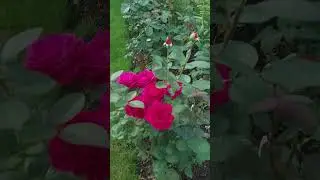 прищипну розу #садиогород #татарскаяусадьба #алтан