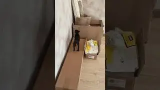 Я вам сейчас покажу! Я вам сейчас расскажу! Котенок Ласточка 