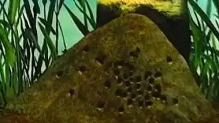 Puteshestvie Muraviya
