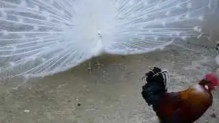 Peacock vs Cock