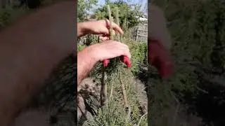 Когда и как можно стричь сосны.