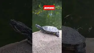 kura kura berjemur