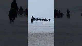 Көкпар шырғанақ