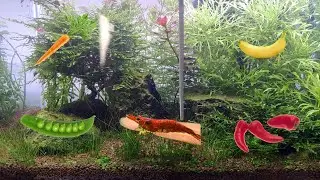 Karidesler Gerçekten Her Şeyi Yiyor mu? İşte Karideslerin Bazı Meyve ve Sebzelere Tepkisi
