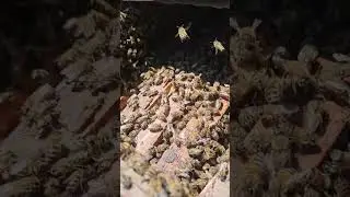 Поймали Огромный Рой Пчел в Дагестане  #пчеловодство