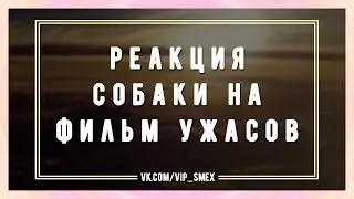 Реакция собаки на фильм ужасов