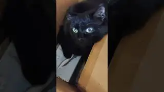 МОЙ КОТ МИШКА! 20 ЯНВАРЯ 2024. 