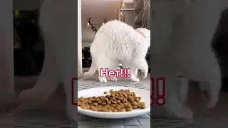 Можно ли кошке кушать один корм всю жизнь? 