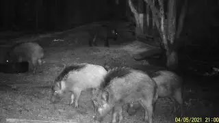 The boars have come to feast. Hunting and fishing. Boar hunting. We are watching! Boar issue 177