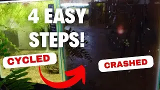 How to crash your aquarium...and then fix it!