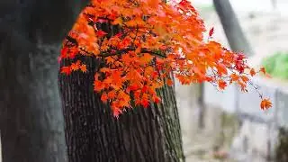 Für Alina (For Alina) by Arvo Pärt