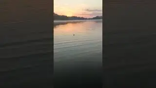 рыбалка fish fishing толстолобик поклёвка lake success fishing природа nature pike fishing