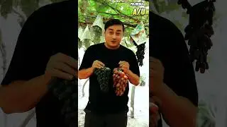 Бир танада беш хил узум меваси.