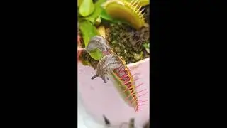 Venus Fly Trap vs Slug