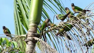 Painted Parakeet (Pyrrhura picta picta) feeding on açaí berry, French Guiana