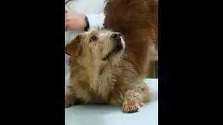 Mais um dia normal no veterinário 😂 🎬 Dr . Dolittle