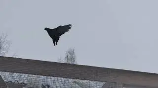 Зимние полёты  27.01.24.
