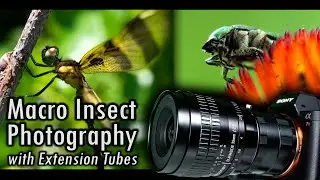 Macro Insect Photography with Macro Extension Tubes
