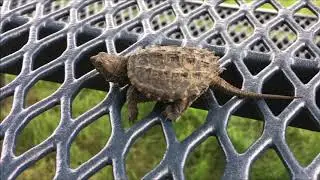 Tiny Turtle Wants a Taco!  (Baby Snapping Turtle?)