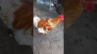 Galo caipira gigante #galinha #galinhacaipira #criação #avis