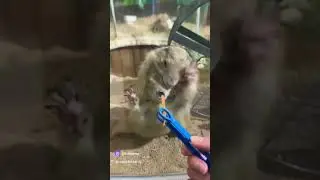 не могут поделить кому достанется морковка #хомяк