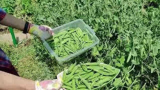Лучший способ выращивания зеленого горошка! Как правильно подвязать горошек