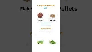 How to care molly fish نگهداری ماهی مولی