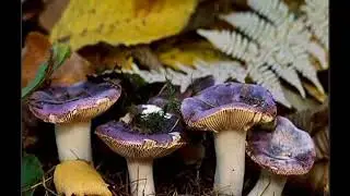 The Beauty of Nature