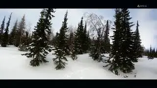 Лес (Самый ближайший лес находится в 40км от Воркуты кряж Энганапе)