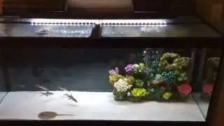 90 Gallon Fish Tank