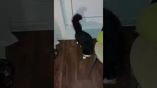 чего дуркуешь Мур 15 Октября.#кот