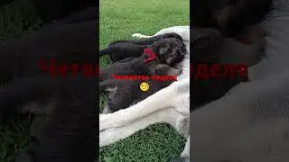 Как долго собака кормит щенков?