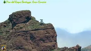 Pino del Roque Bentayga, cumbre de Gran Canaria.
