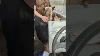 Спасатели продолжают спасать четвероногих душ 