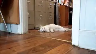 Milkshake enjoying a little free time