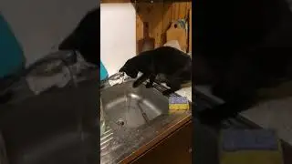 Кошка Чери
