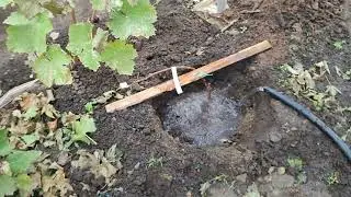 Посадка саженцев винограда: Кишмиш Аватар и Кишмиш Рататуй