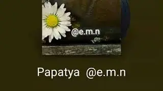 Papatya ~ Hirai Zerdüş