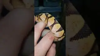 🧡🖤🤍