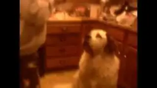 Dog eating cat food